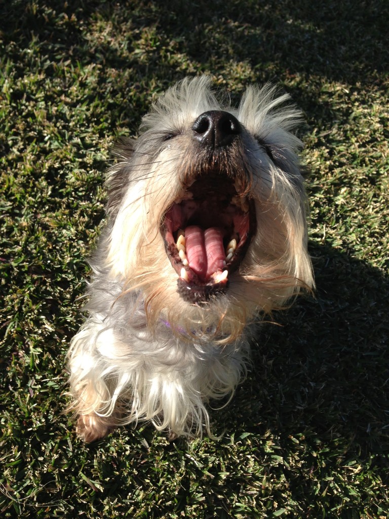 How to stop a dog from barking MAD! Barkers in Balance