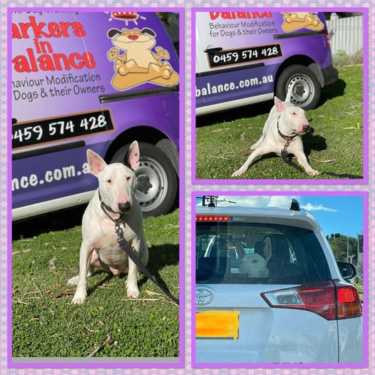 Teaching an Old Dog New Tricks Barkers in Balance