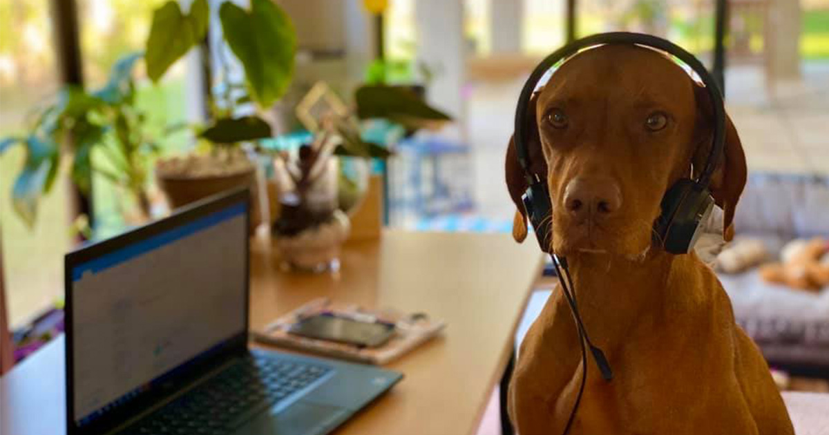 Good Manners Online Dog Training Course, Level 1 Barkers