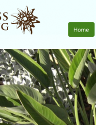 Edelweiss Gardening